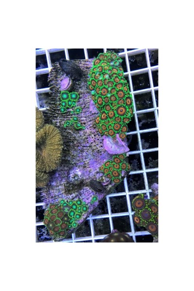 Zoanthus spp Зоантусы