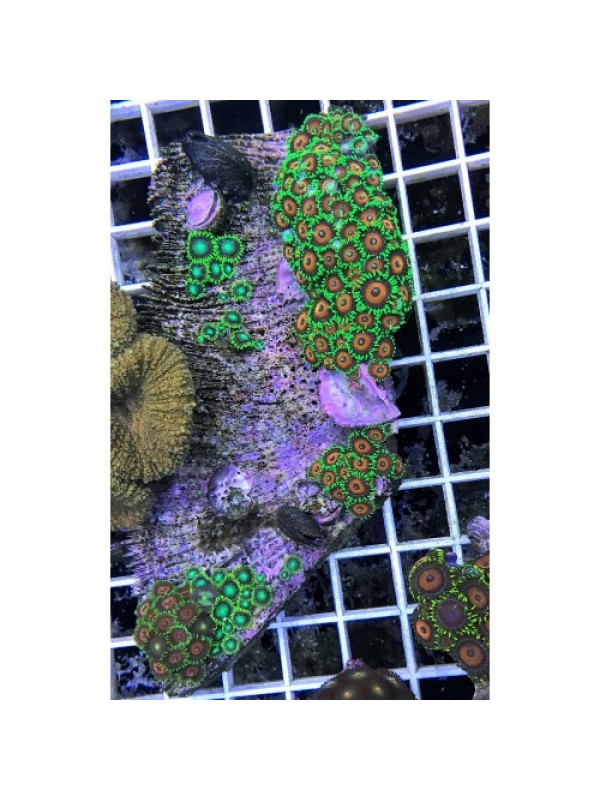 Zoanthus spp Зоантусы