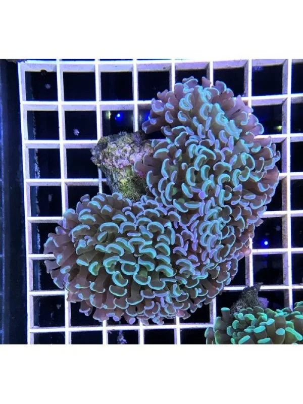 Euphyllia ancora -Эуфиллия Анкора