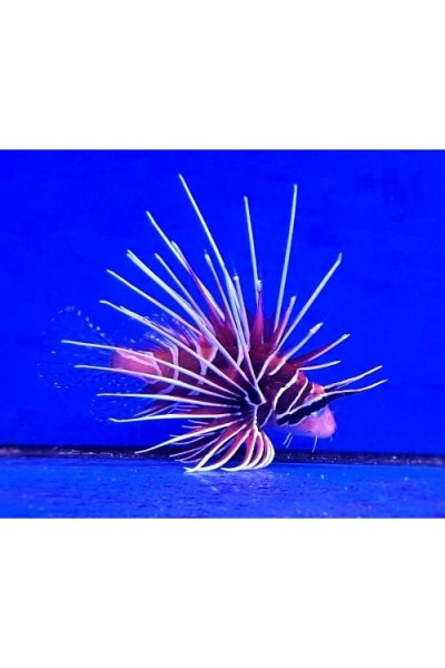 Pterois radiata (крилатка радіальна)