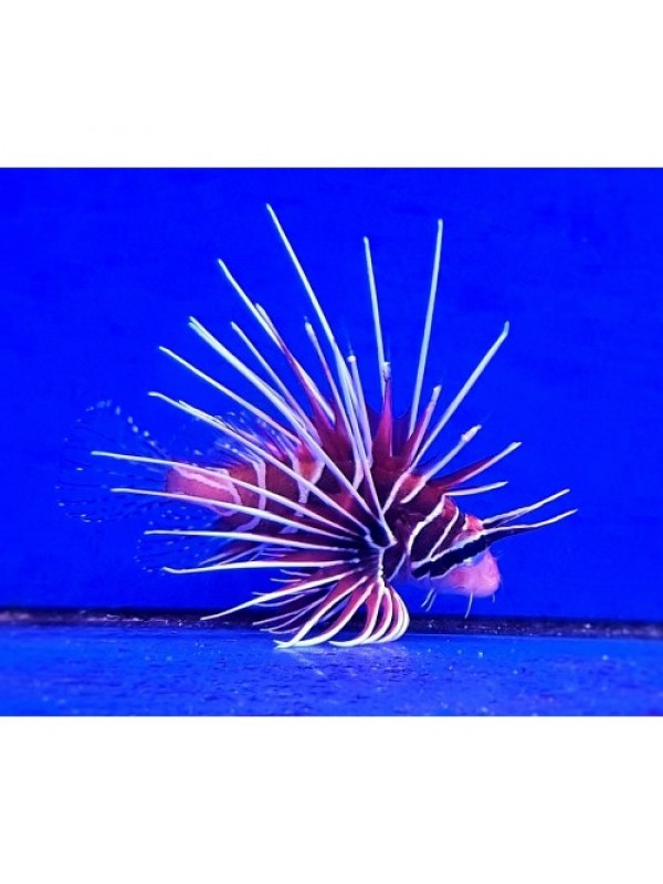 Pterois radiata (крилатка радіальна)