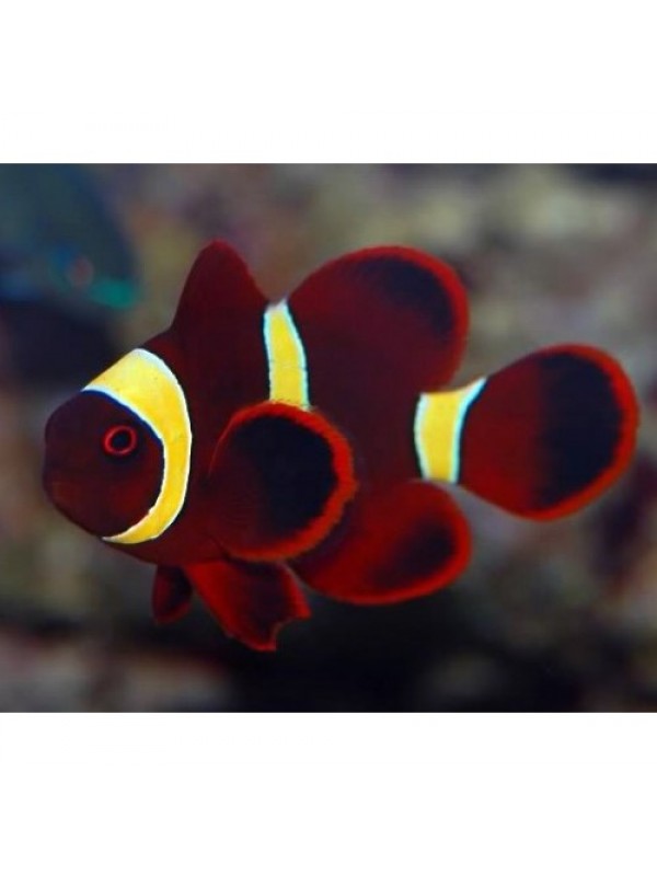 Premnas biaculeatus Мавританский Клоун