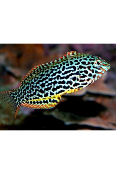 Macropharyngodon meleagris губан макрофарингодон
