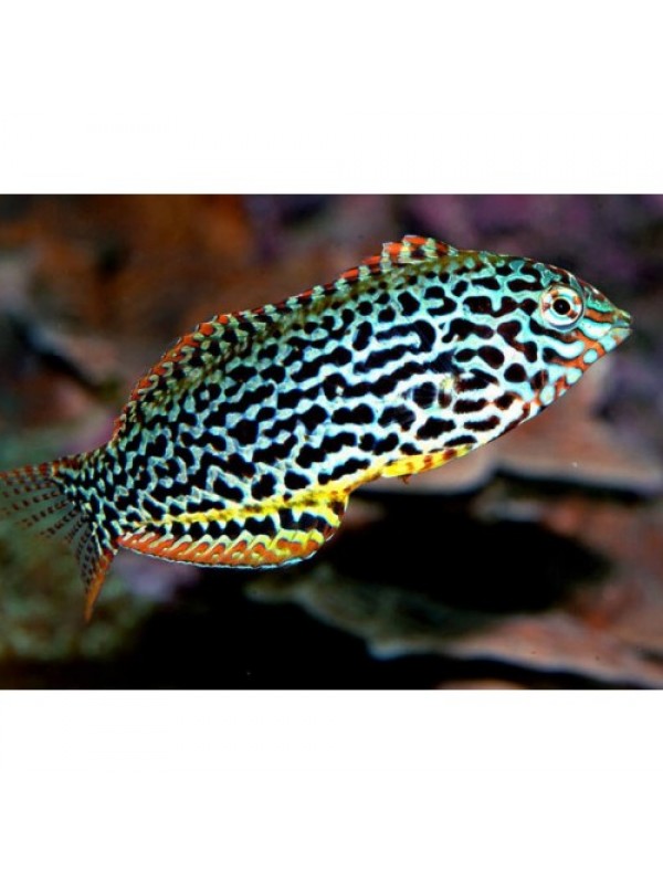 Macropharyngodon meleagris губан макрофарінгодон