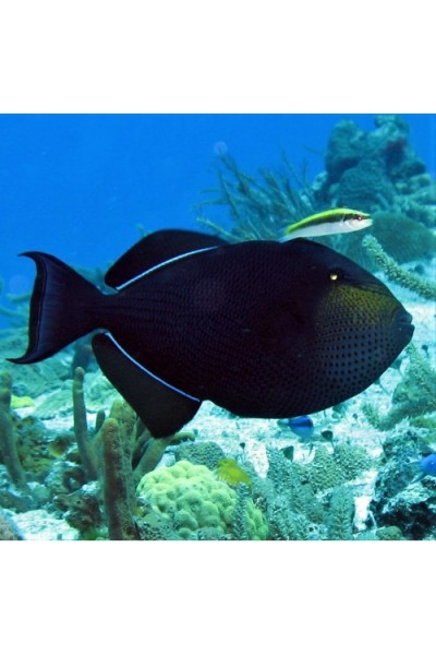 Melichthys triggerfish Спиноріг