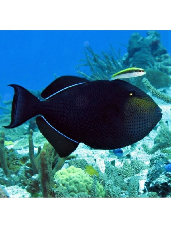 Melichthys triggerfish Спинорог