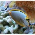 Naso elegans -Насо элеганс