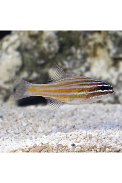 Ostorhinchus cyanosoma желто-полосатый Кардинал