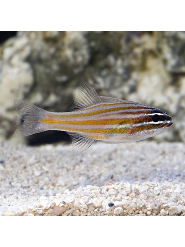 Ostorhinchus cyanosoma жовто-смугастий Кардинал