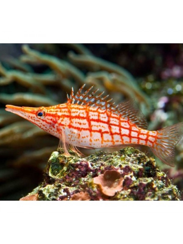 Oxycirrhites typus длиннорылый кудрепёр