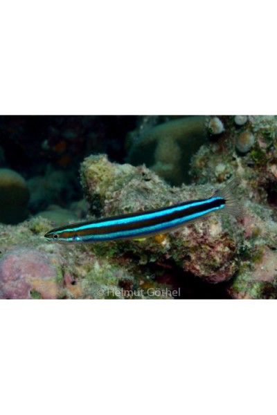 Plagiotremus rhinorhynchus