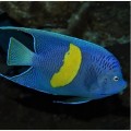 Pomocanthus maculosus Желтополосый ангел