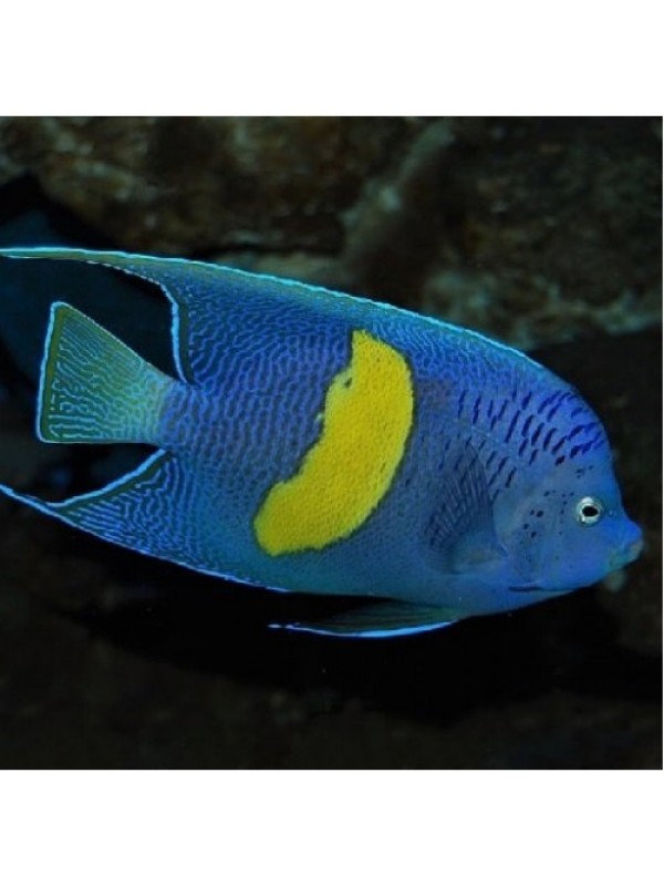 Pomocanthus maculosus Желтополосый ангел