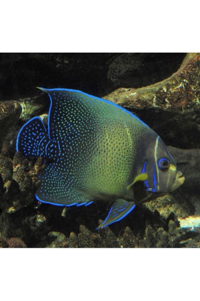 Pomacanthus semicirculatus ангел рябий