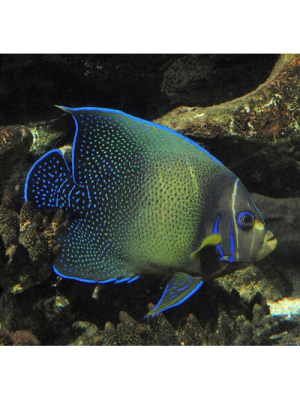 Pomacanthus semicirculatus ангел рябой