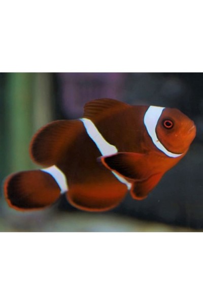 Premnas biaculeatus Клоун Премнас