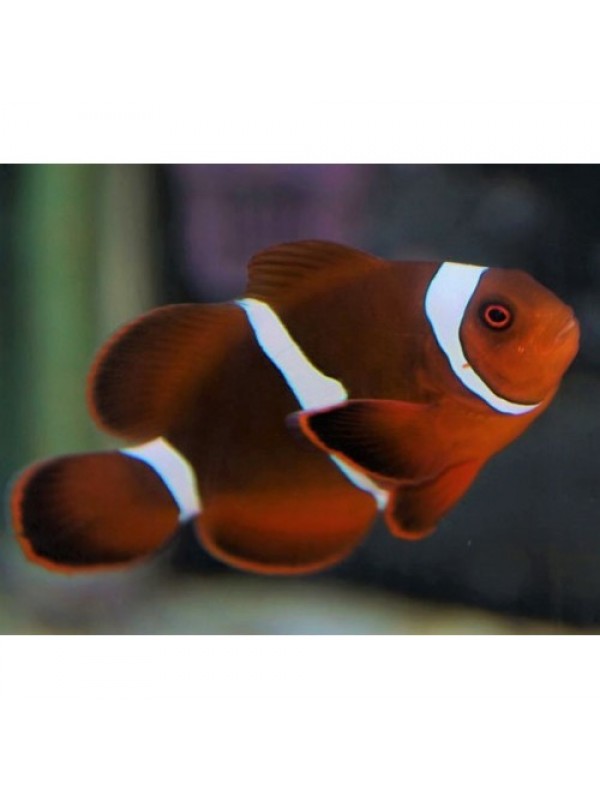 Premnas biaculeatus Клоун Премнас