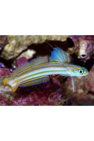 Ptereleotris grammica Lined Dartfish оранжевополосый бычок