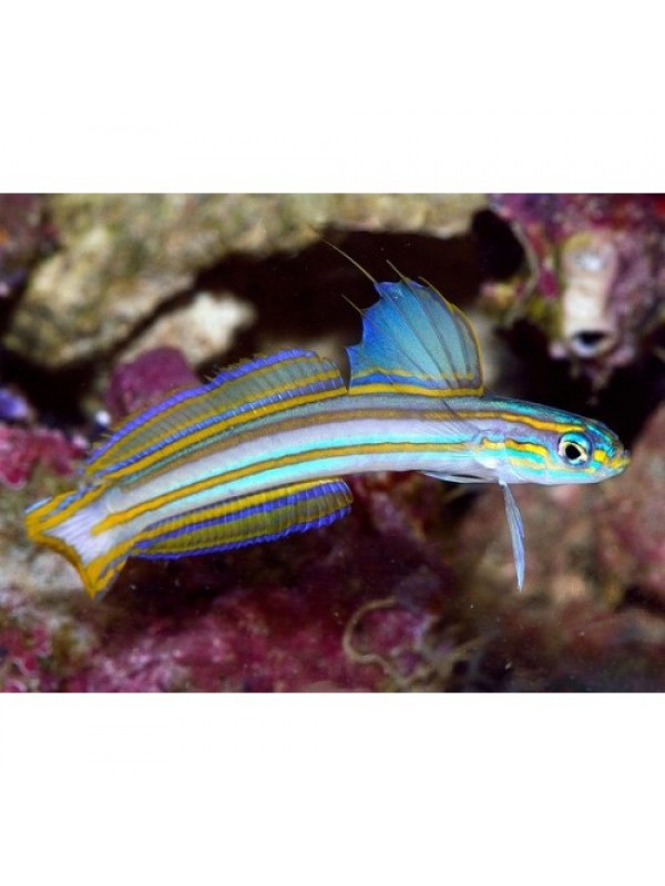 Ptereleotris grammica Lined Dartfish оранжевополосый бычок