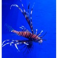 Крылатка (Рыба лев) – Pterois volitans