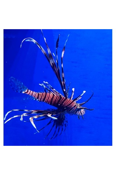 Pterois volitans Крилатка (риба лев)