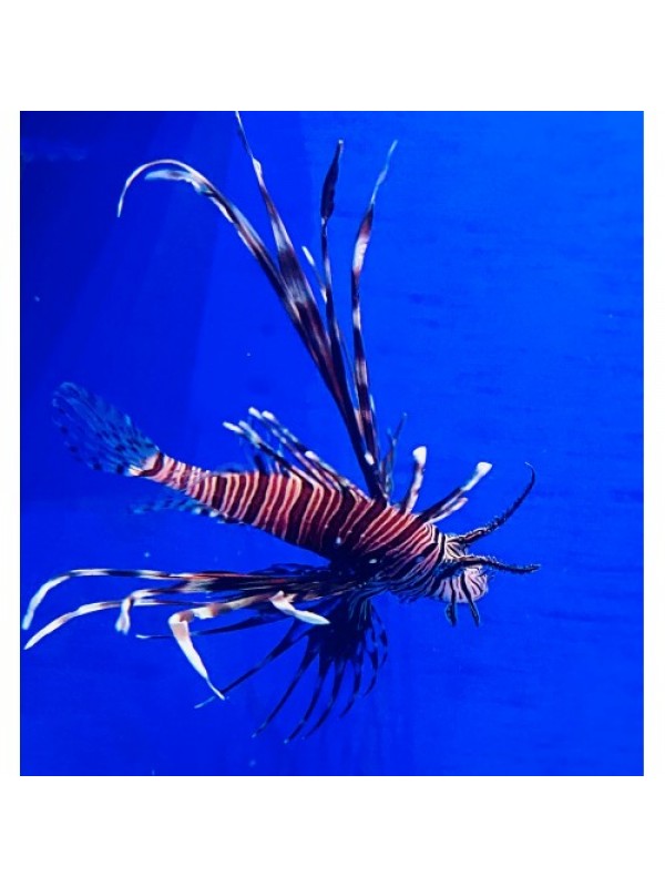 Крылатка (Рыба лев) – Pterois volitans