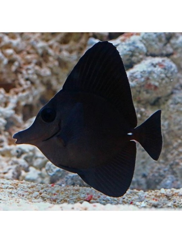 Zebrasoma rostratum Зебрасома чорна довгоноса XXL