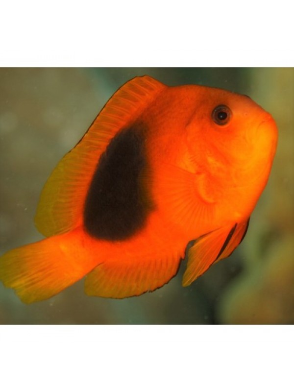 Amphiprion ephippium рыба Клоун огненный
