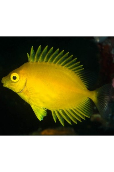 Siganus corallinus (кораловий сиган)