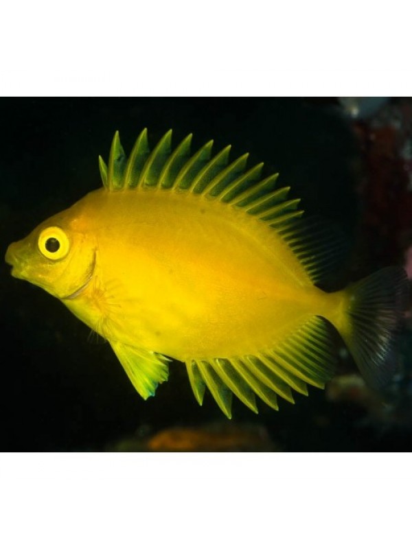 Siganus corallinus (коралловый сиган)