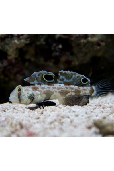 Signigobius biocellatus Двоплямовий бичок