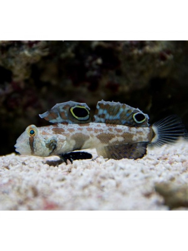 Signigobius biocellatus Двухпятнистый бычок