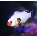 Amphiprion ocellaris white - Амфіпріон оцеляріс білий