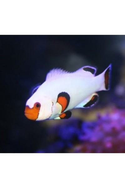 Amphiprion ocellaris white - Амфиприон оцелярис белый