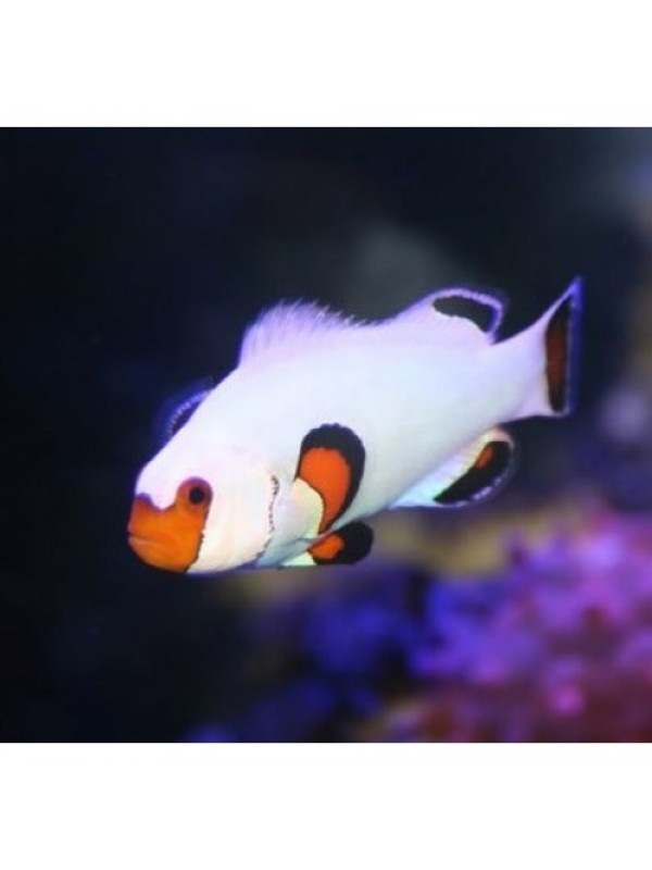 Amphiprion ocellaris white - Амфіпріон оцеляріс білий
