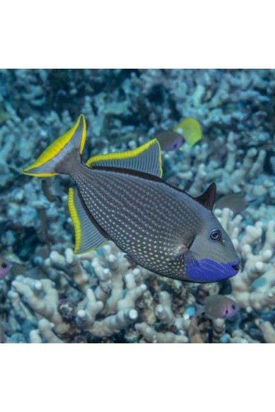 Xanthichthys auromarginatus Спиноріг-ксантихт синеліцій
