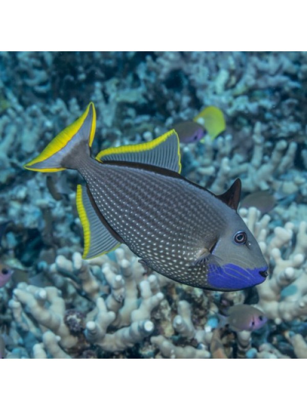 Xanthichthys auromarginatus Спинорог-ксантихт синелицый