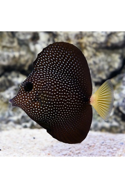 Zebrasoma Gemmatum Зебрасома Гемматум