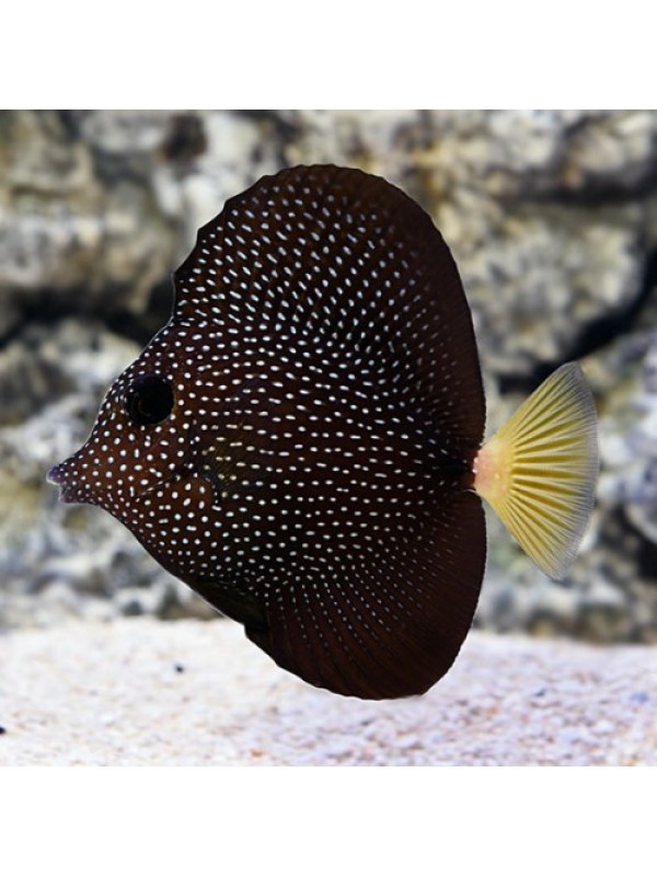 Zebrasoma Gemmatum Зебрасома Гемматум