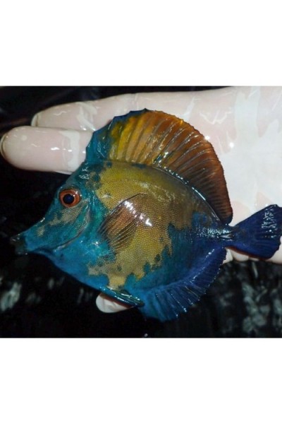Zebrasoma scopas var. Koi XL