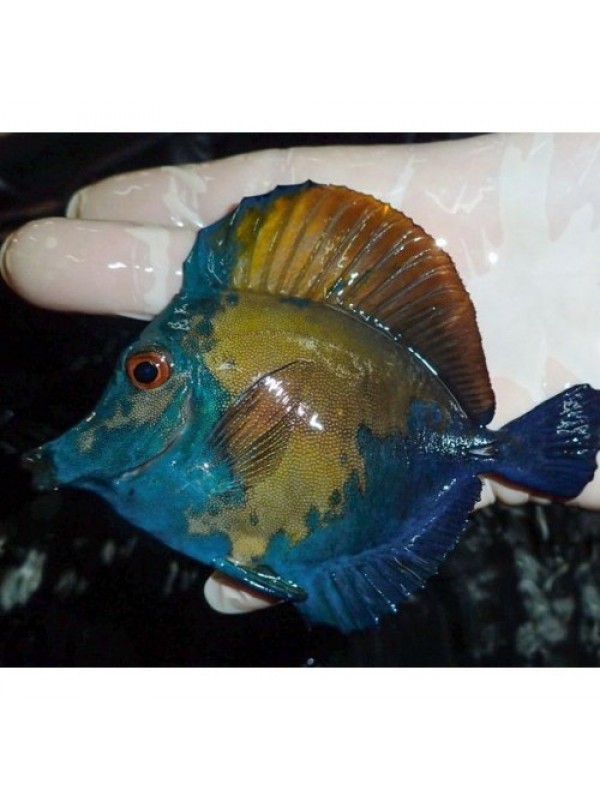Zebrasoma scopas var. Koi XL