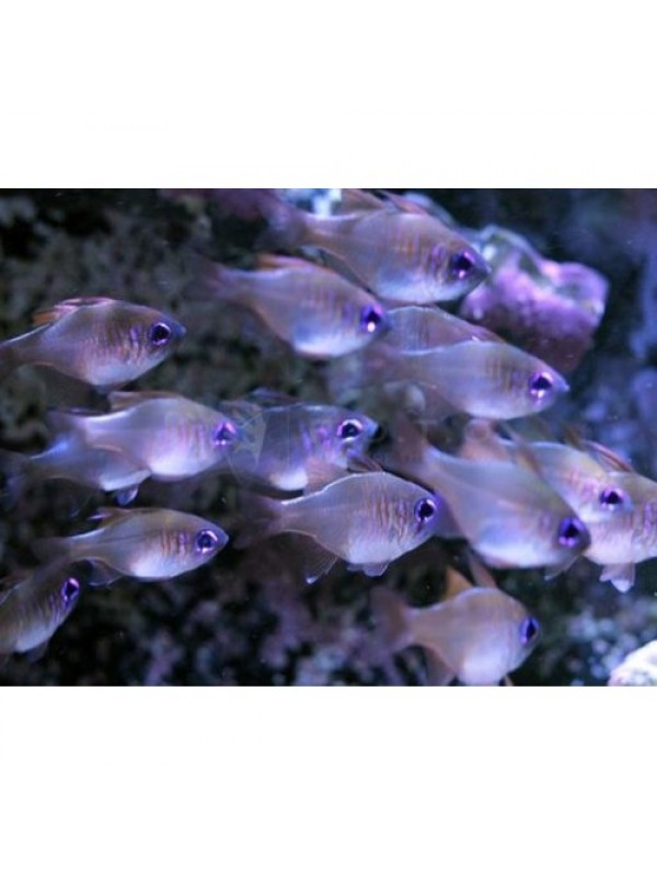 Zoramia leptacantha Threadfin cardinalfish