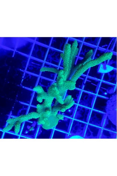 Montipora Digitata Монтипора дигитата зеленая