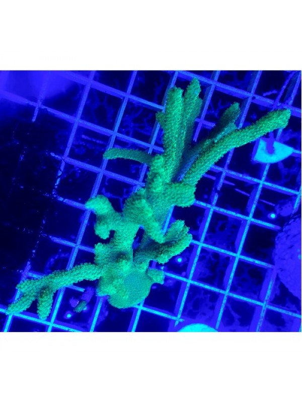 Montipora Digitata Монтипора дигітата зелена