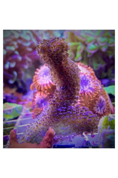 Stylophora Milka (Elkhorn Coral) Стилофора милка