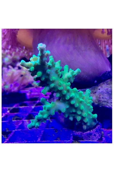 Acropora sp. Акропора
