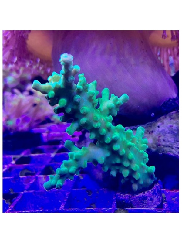 Acropora sp. Акропора зелена