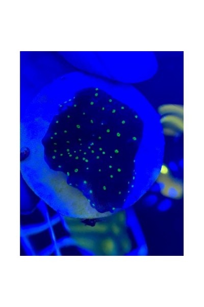 Astreopora Toxic