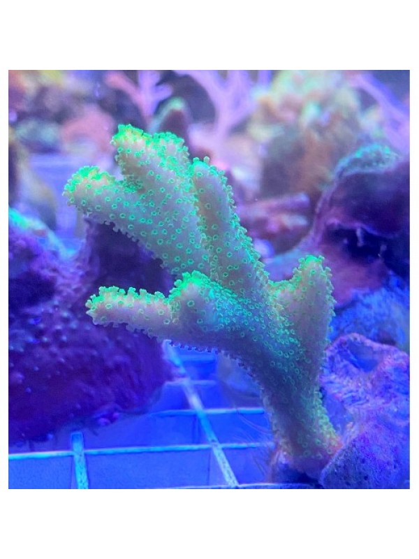 Montipora Digitata Монтипора дигитата