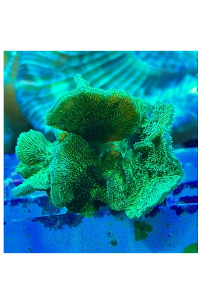 Pavona cactus green Павона кактус зеленый